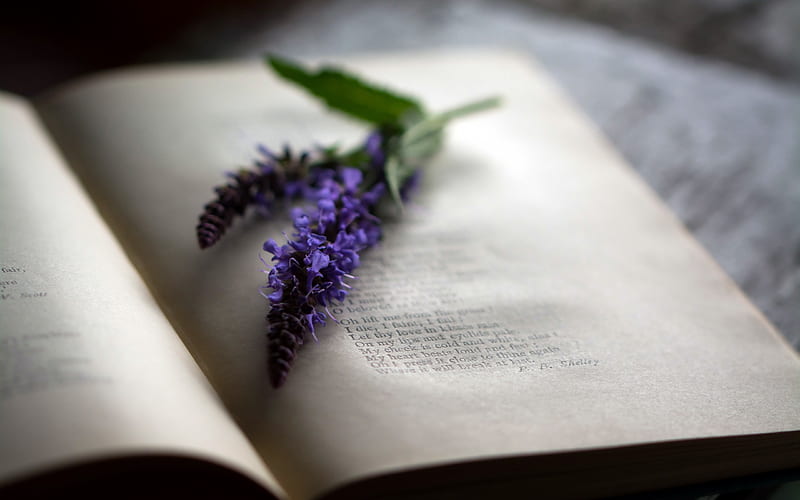 lupines, book, mood, blurriness, retro style, flowers in the book, HD wallpaper
