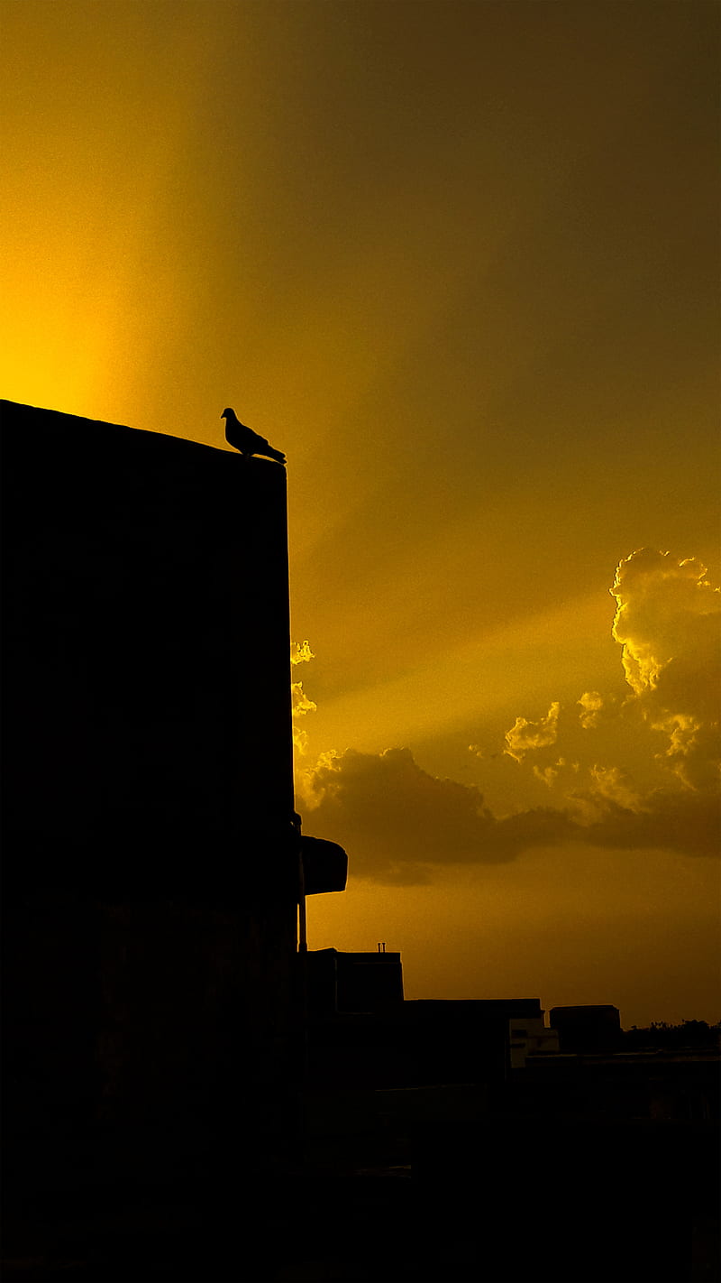 dove, bird, building, silhouette, black, HD phone wallpaper