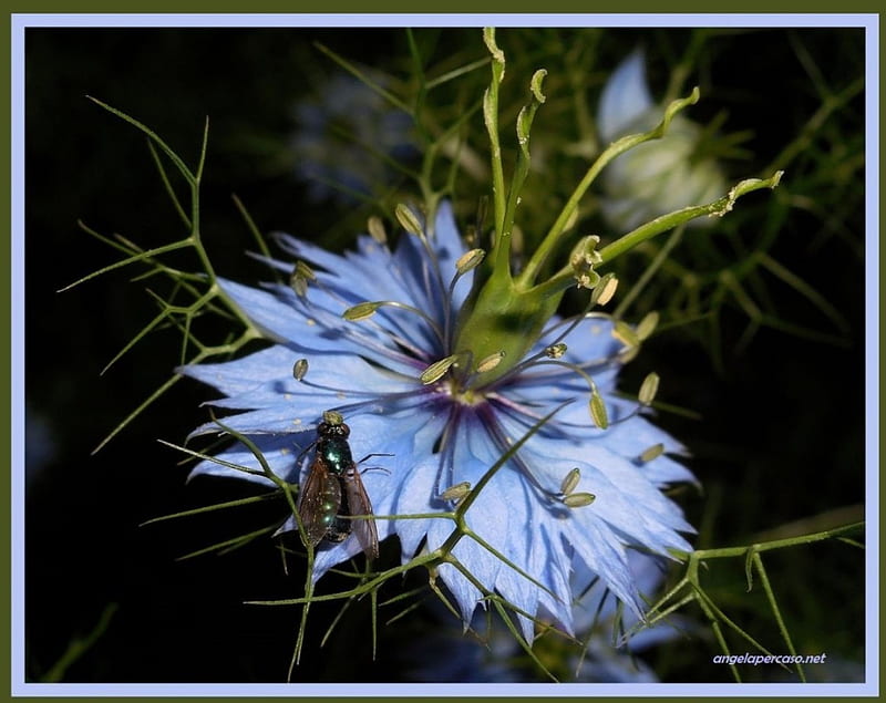ape e Nigella, macro fiori, insetti, Nigella Damascena, fiori, api, macro insetti, nature, HD wallpaper