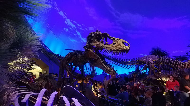 T-rex skeleton, bones, dino, dinosaur, fossil, museum dino, HD wallpaper