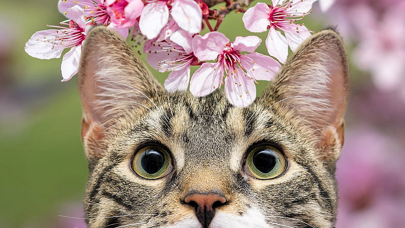 Green Eyes Brown Black Cat With Pink Flowers On Top Kitten, HD wallpaper