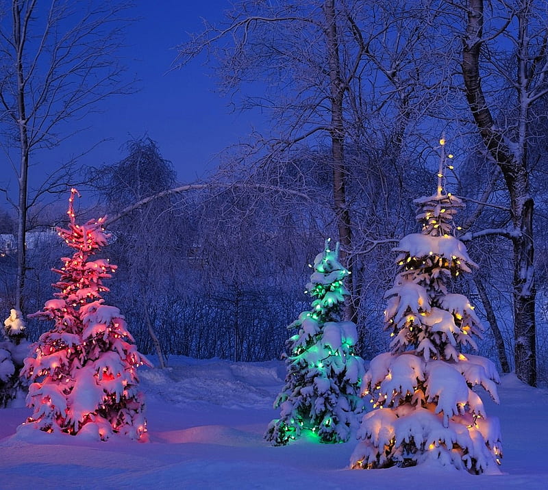 christmas time, christmas tree, merry christmas, night, snow, winter, xmas, HD wallpaper