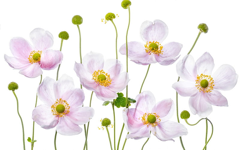 Flowers, green, texture, flower, white, pink, card, anemone, HD wallpaper