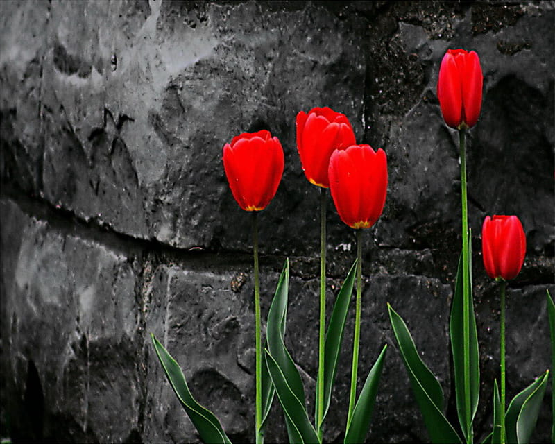 red tulip, black, red, rock, tulip, HD wallpaper