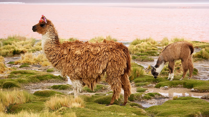 Lama And Baby Lama Are Standing On Green Grass In Water Background Lama, HD wallpaper