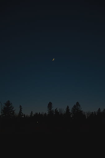 Trees, silhouettes, moon, glow, night, dark, HD phone wallpaper | Peakpx