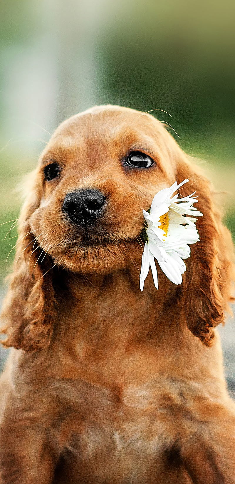 Puppy with flower, brown, cute, dog, sweet, HD phone wallpaper ...