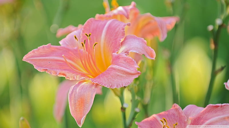 Pink Lily Green Background, lilies, flowers, nature, green, HD