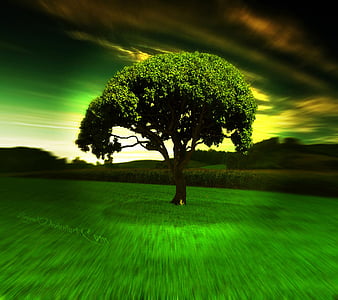 A spirit tree????..'lol', magical, spirit, mystical, tree, HD