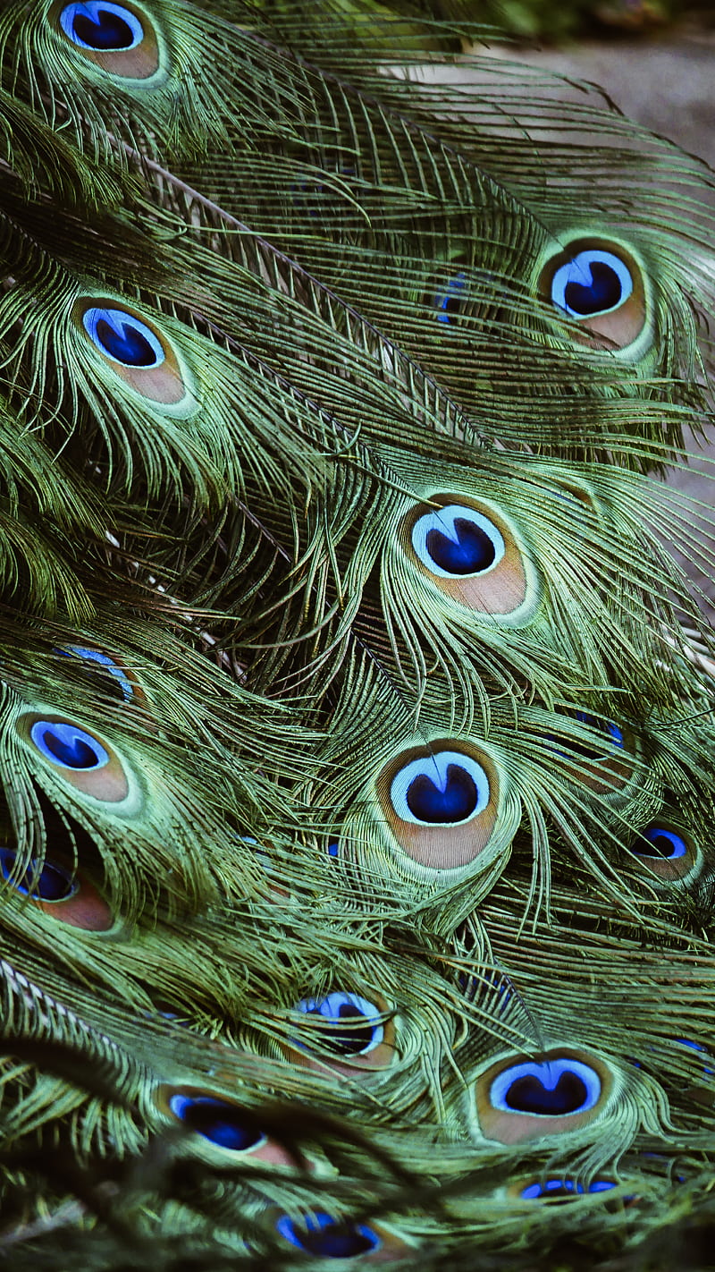 green peacock feathers, HD phone wallpaper