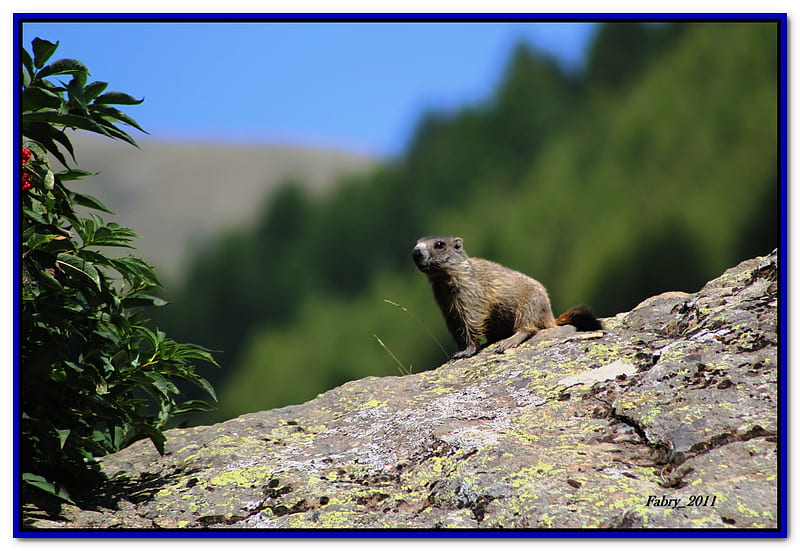 A marmot for Jakii, cute, rocks, mountains, nature, vegetations, animals, marmot, HD wallpaper