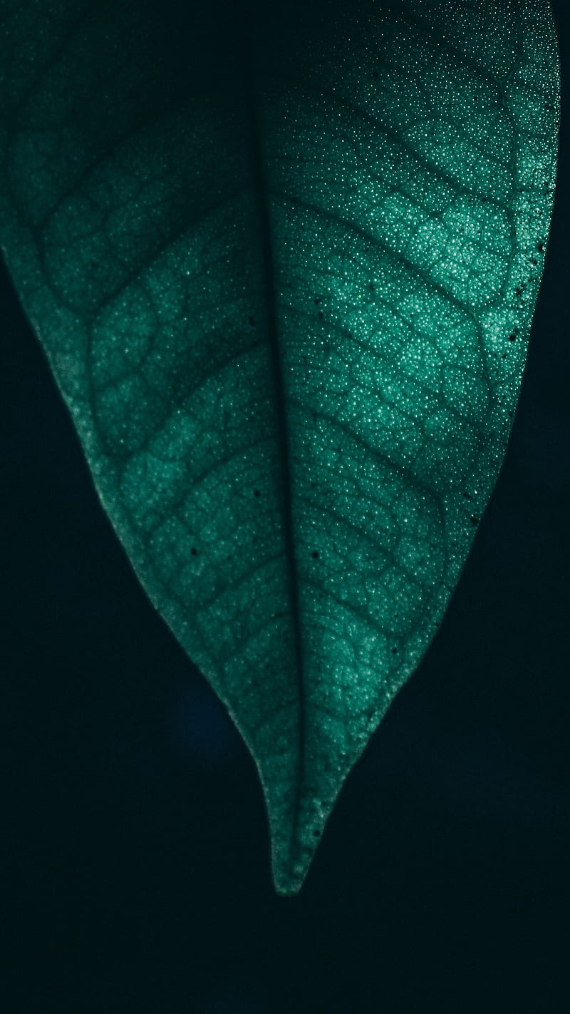 Green Leaf, close-up, macro, nature, plant, HD phone wallpaper