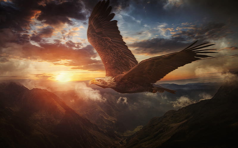 Bald eagle, eagle in flight, painted Bald eagle, evening, sunset, USA symbol, birds of prey, HD wallpaper