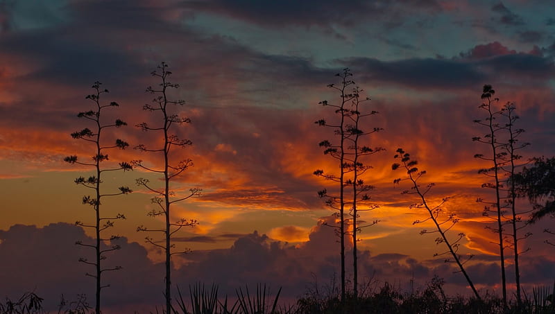 fabulous sunset on kauai hawaii, sunset, sky, saplings, clouds, HD wallpaper