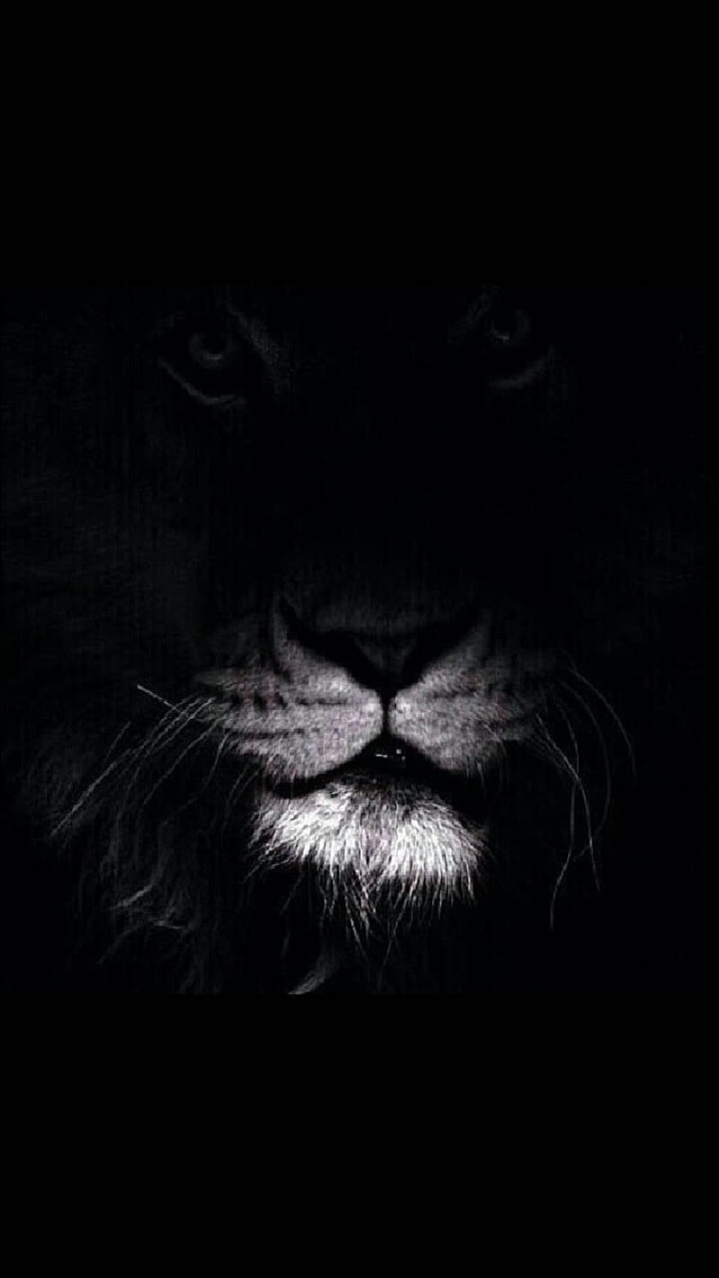 En la oscuridad, rey, león, Fondo de pantalla de teléfono HD | Peakpx