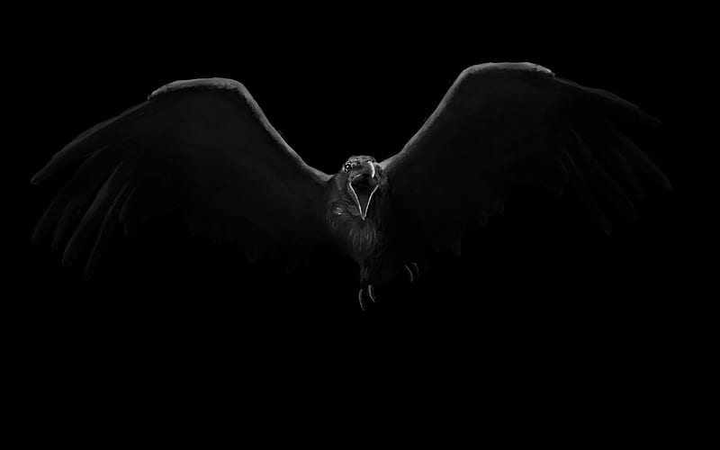 Crow and Skull, HD wallpaper | Peakpx