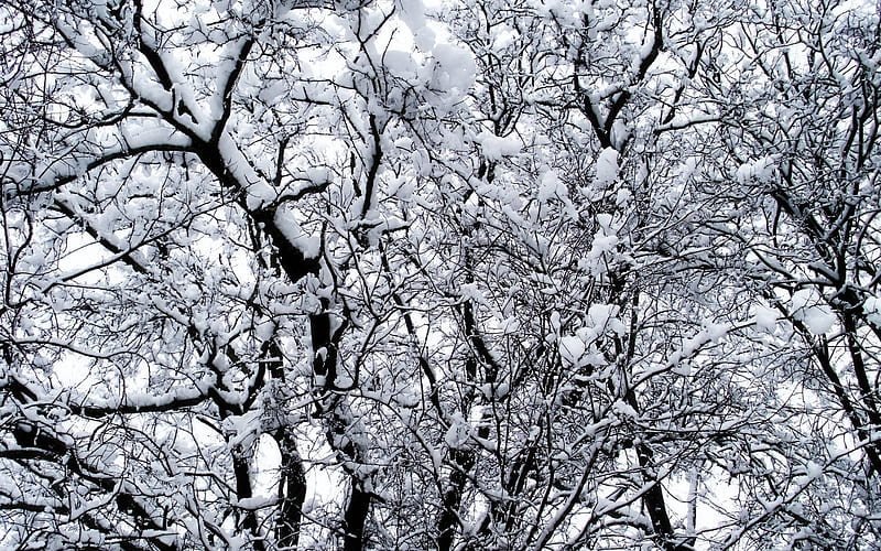 Snow-Covered Tree Branches, Trees, Snow, Nature, Winter, HD wallpaper