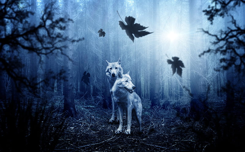 Wolf Predator Forest , wolf, animals, forest, graphy, HD wallpaper
