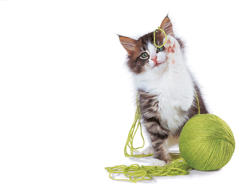 Cat and Ball of Yarn, cute, ball, cat, kitten, animal, HD wallpaper