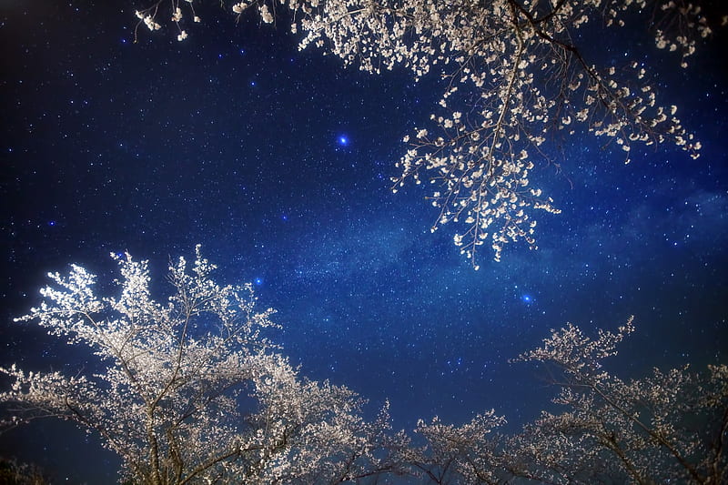 Winter night sky, tree, texture, white, skin, sky, blue, winter, star, HD wallpaper