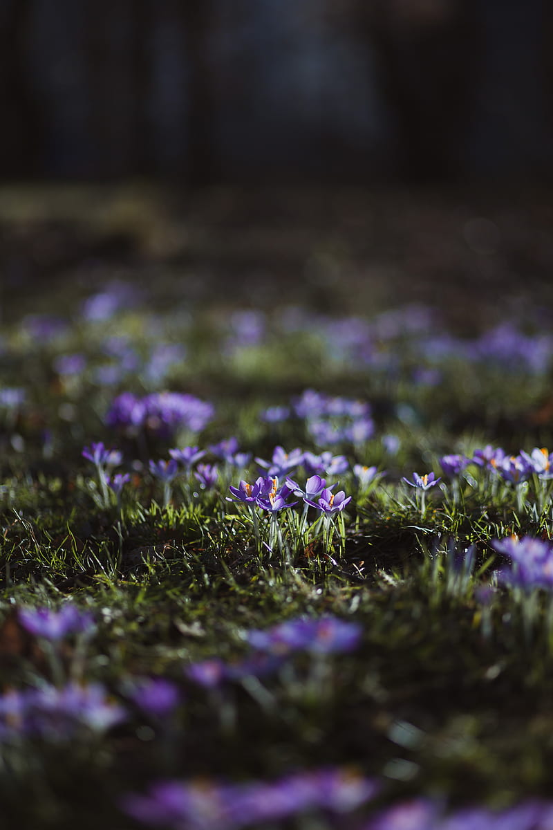 crocuses, flowers, glade, macro, purple, HD phone wallpaper