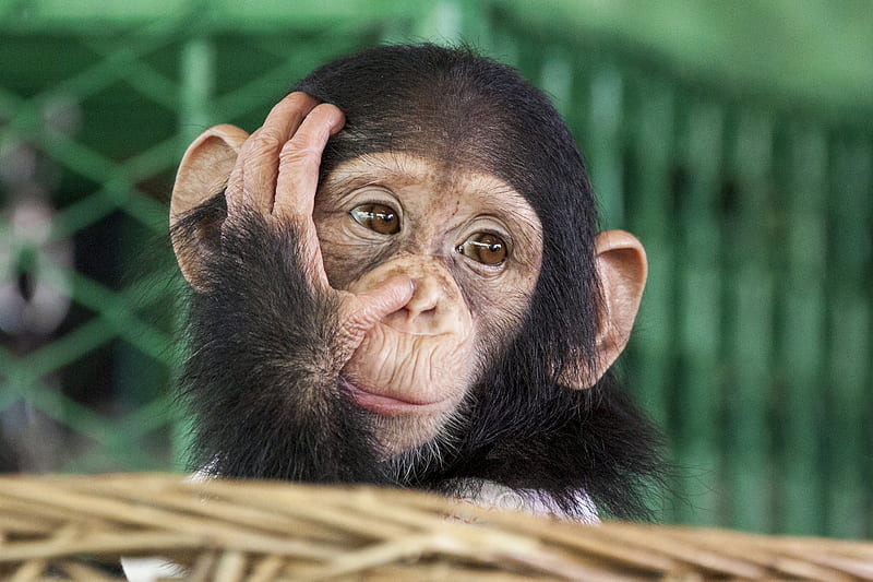 Monkeys, Chimpanzee, Cute, Monkey, HD wallpaper