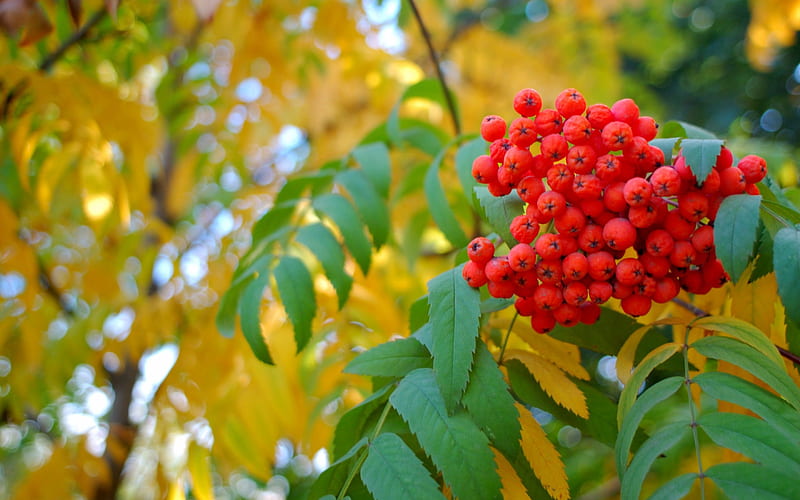 Autumn berries, fruit, red, autumn, green, berry, yellow, leaf, HD wallpaper