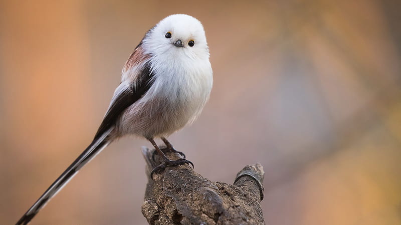 White Black Titmouse Bird Is Standing On Tree Trunk In Blur Background Birds, HD wallpaper