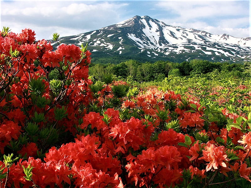 mountain azaleas, mountain, flowers, sky, meadow, HD wallpaper