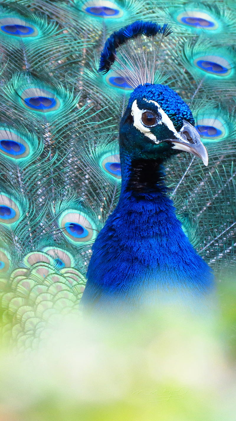 Peacock Portrait, animal, fl, peacock, peafowl, phasianidae, us, usa, wildlife, HD phone wallpaper
