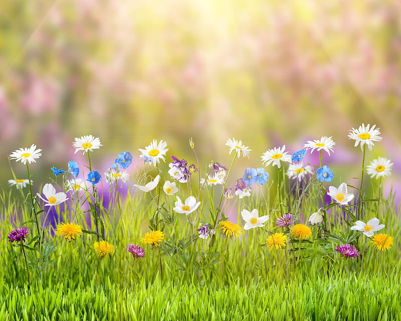 Spring, spring, nature, flowers, HD wallpaper