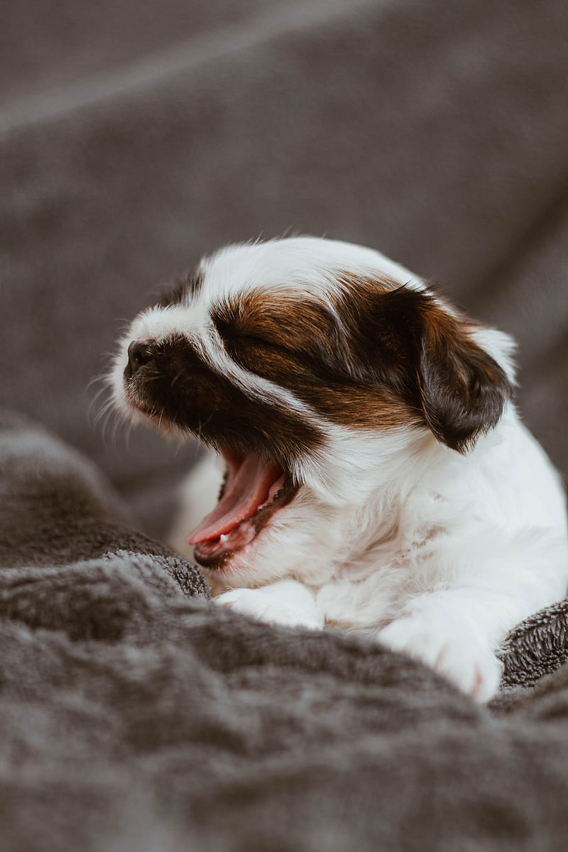puppy, dog, cute, small, yawn, HD phone wallpaper
