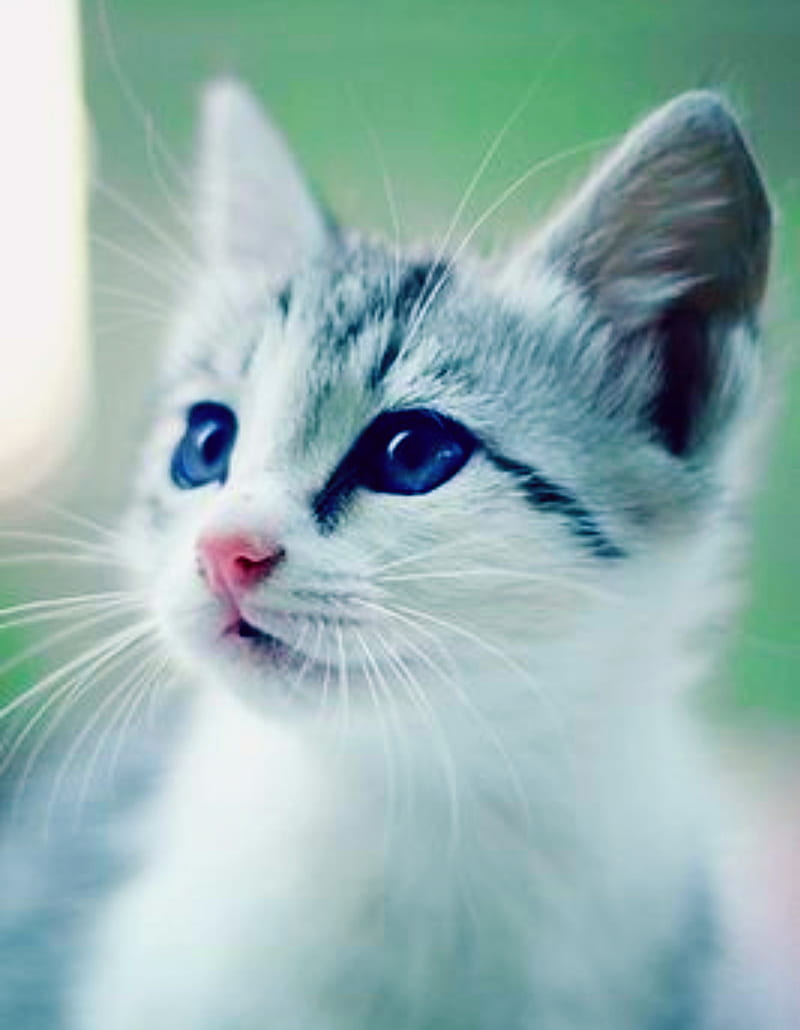 CUTES CAT EVER, amaxing, animals, blue, blue eyes, cat, cute ...