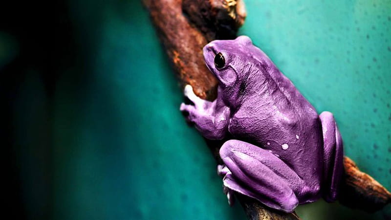 Purple Frog On Plant Stalk In Blur Green Background Frog, HD wallpaper