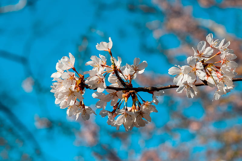Close-Up Of Cherry Blossoms, HD wallpaper