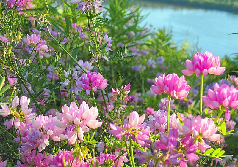 River Flower Pink, grass, wildflowers, summer, flowers, nature, river ...