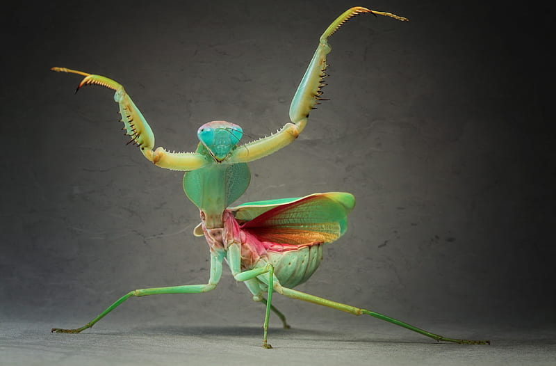 Dancing praying mantis, creative, situation, praying mantis, calugarita, fantasy, green, insect, funny, pink, HD wallpaper
