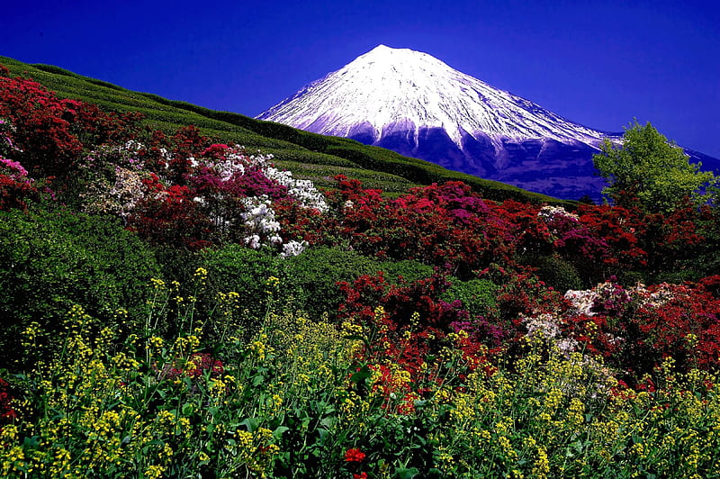 Mt. Fuji in Spring, flowers, japan, fujijama, landscape, HD wallpaper