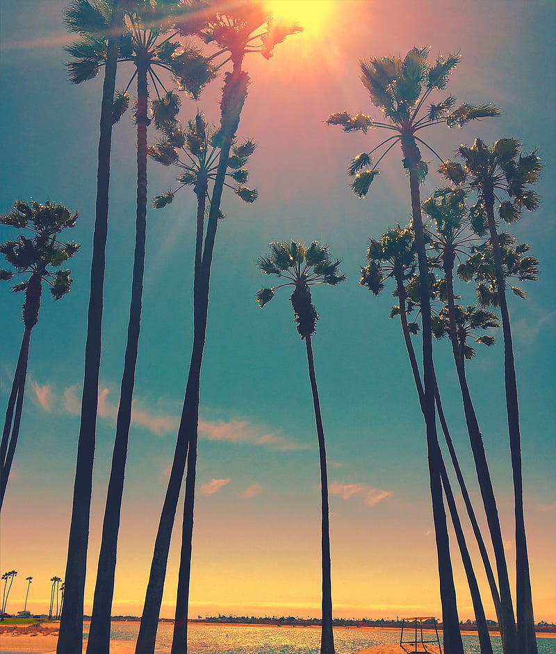 San Diego, palm trees, Sun, HD phone wallpaper