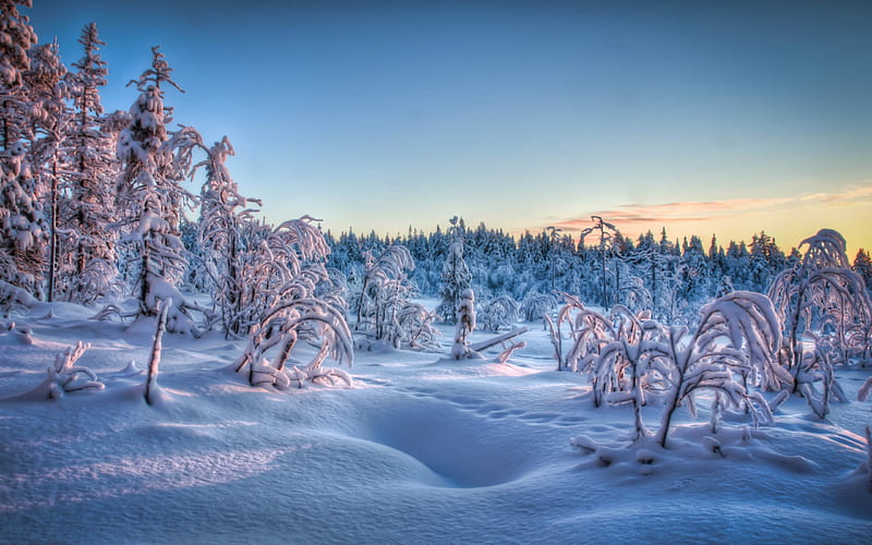 Winter evening, sunset, trees, snow, landscape, HD wallpaper
