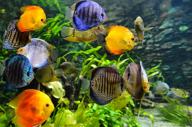school of assorted-color fish, HD wallpaper