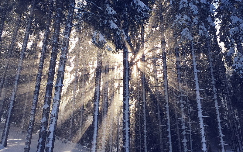 Wood, Snow, Winter, Light, Sun, Nature, Blue, Hd Wallpaper 