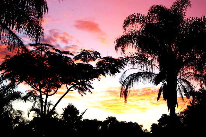 Paradise Sunset, dusk, sky, tropical, palms, HD wallpaper | Peakpx
