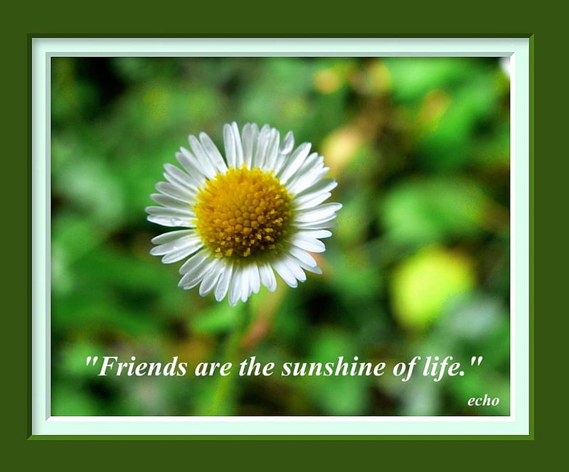 Friends are the sunshine of life, green frame, friendship quote, single flower, HD wallpaper