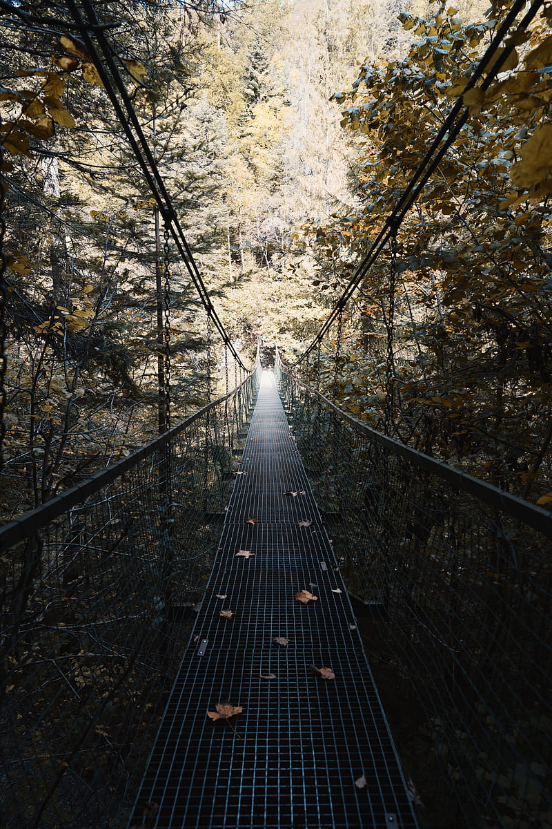 cable bridge, bridge, forest, trees, fallen foliage, HD phone wallpaper