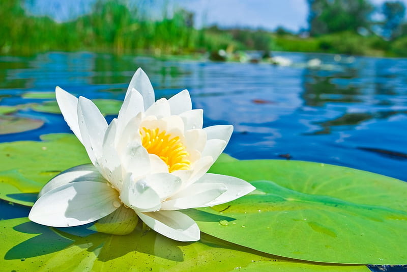 * White Lily On The Water *, woda, biala, lilia, kwiaty, nature, HD wallpaper