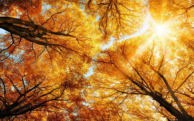 Looking Up at Autumn Trees, canopy, autumn, graphy, golden, trees, abstract, HD wallpaper