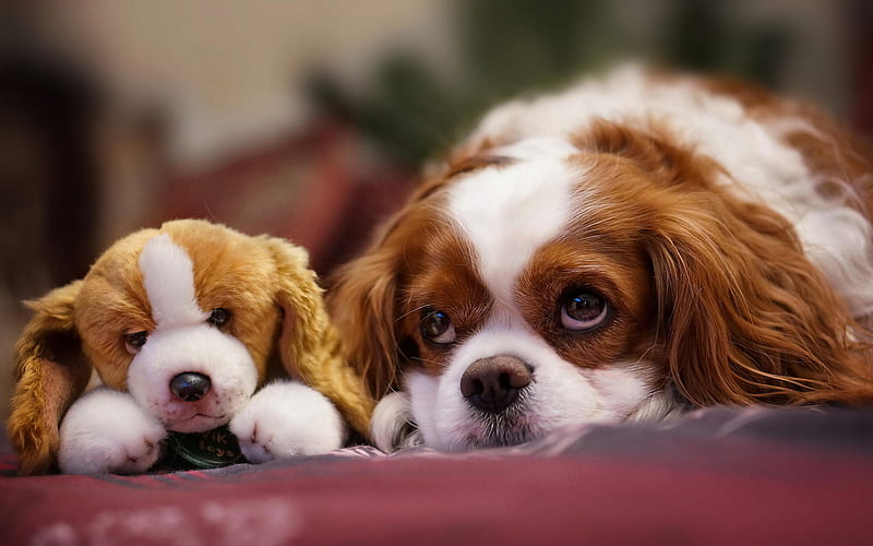 Cavalier King Charles Spaniel, toy, pets, dogs, cute animals, Cavalier King Charles Spaniel Dog, HD wallpaper