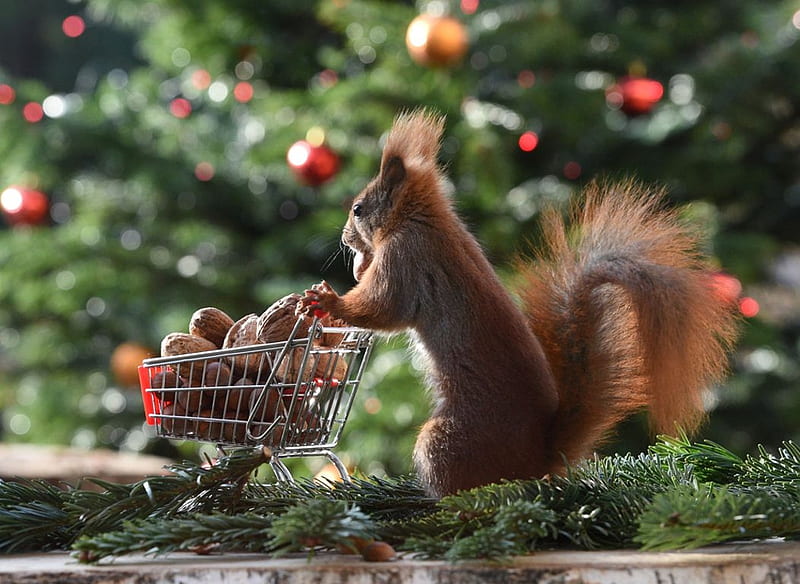 Gone Shopping, cart, nuts, squirrel, funny, HD wallpaper