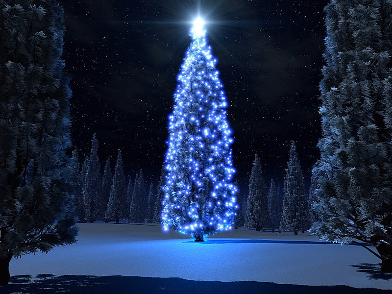 Lovely Christmas Blue Tree, Christmas, Trees, Conifer Trees, Christmas Blue Tree, HD wallpaper